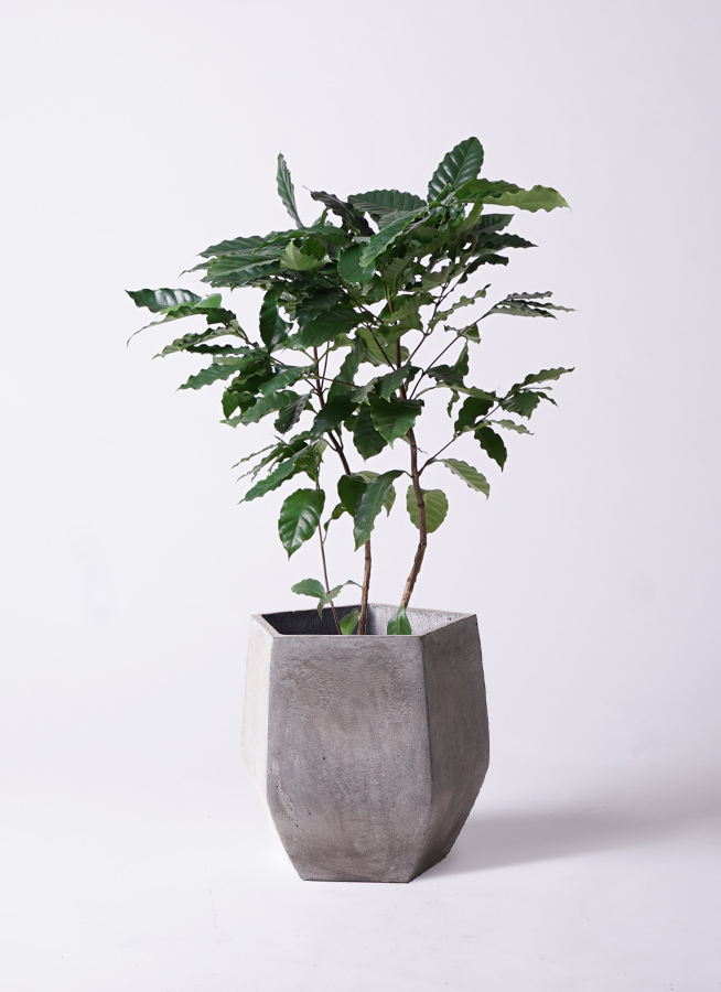 観葉植物 コーヒーの木 8号 アートストーン ラウンド グレー 付き