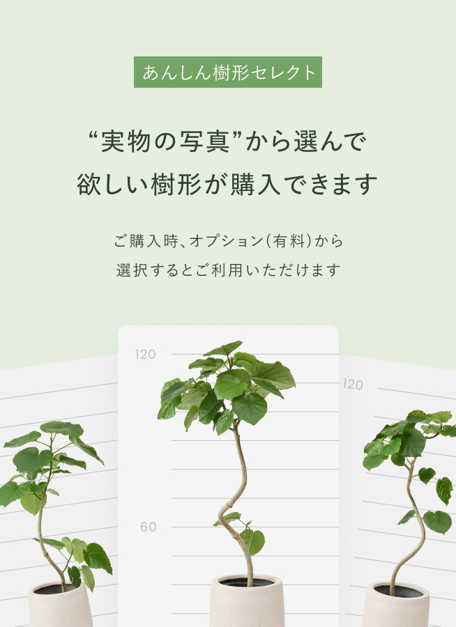 観葉植物 オリーブの木 10号 バロウニ ファイバークレイ キューブ 付き