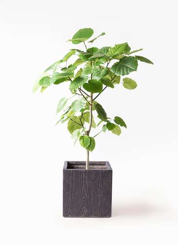 観葉植物 フィカス ウンベラータ 8号 ノーマル ベータ キューブ