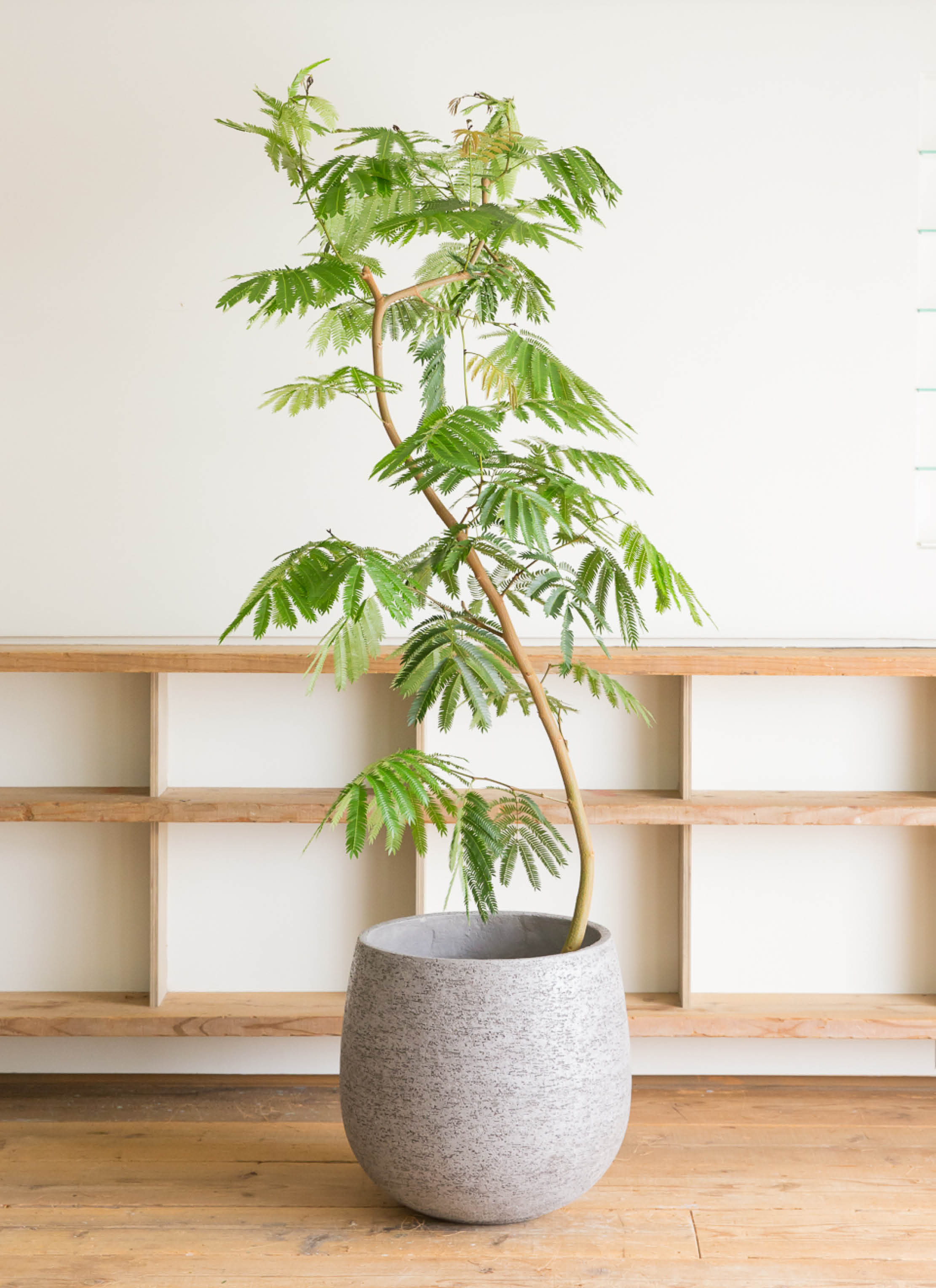 観葉植物 エバーフレッシュ 10号 曲り 竹バスケット 付き | 観葉植物