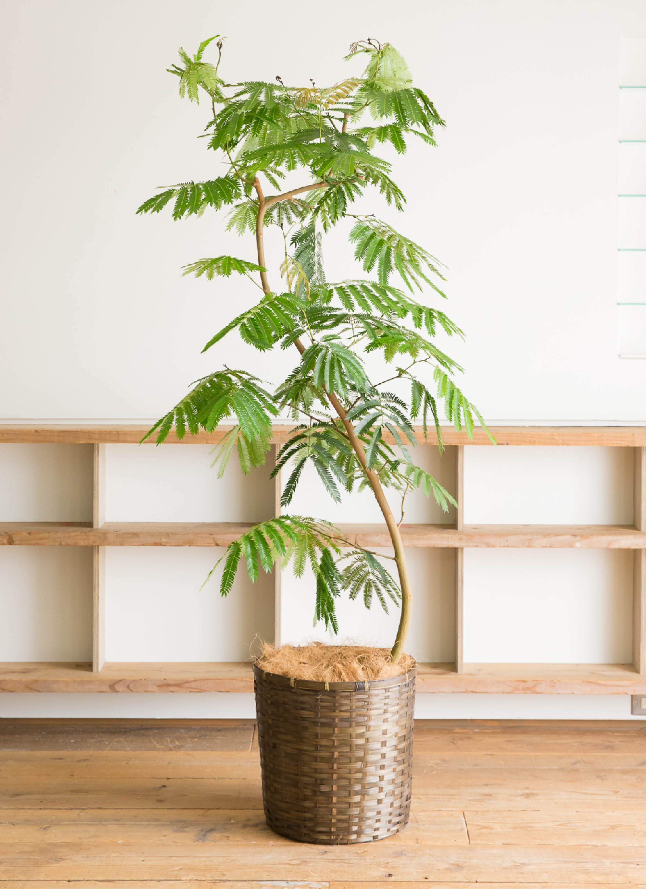 観葉植物 エバーフレッシュ 10号 曲り プラスチック鉢 | 観葉植物なら