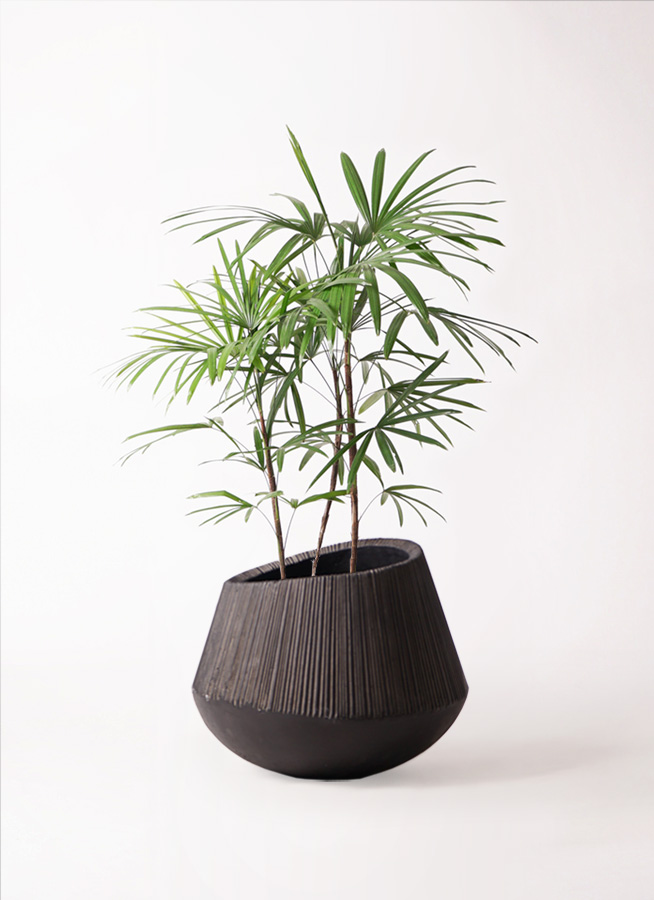 観葉植物 シュロチク（棕櫚竹） 8号 エディラウンド 黒 付き | 観葉