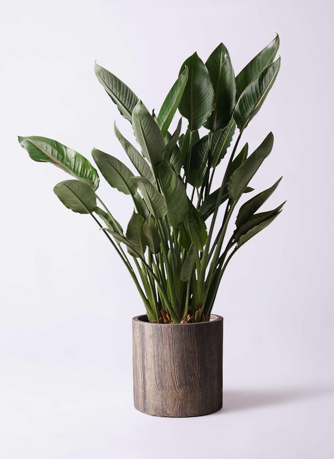 観葉植物 ストレリチア (ストレチア) レギネ 10号 ファイバークレイ