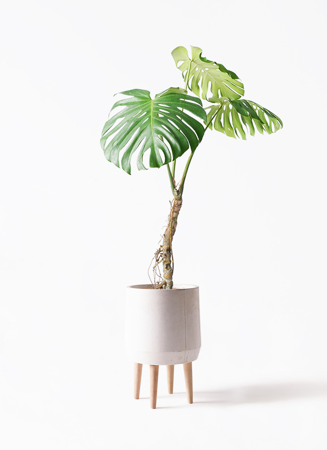 観葉植物 モンステラ 7号 根あがり プラスチック鉢 | 観葉植物なら
