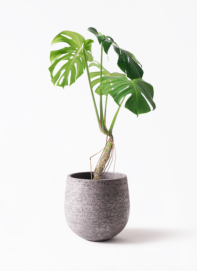 観葉植物 モンステラ 6号 根あがり アルマ ミドル 付き | 観葉植物なら