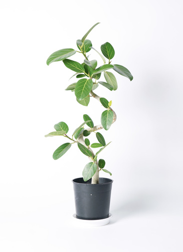 ficus-benghalensis-1200_0001.