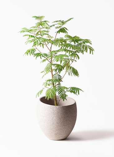 観葉植物 エバーフレッシュ 10号 ボサ造り エコストーンLight Gray