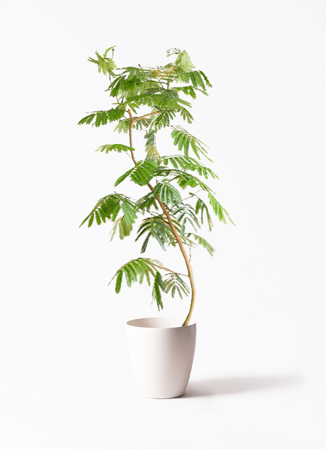 観葉植物ならHitoHana(ひとはな)