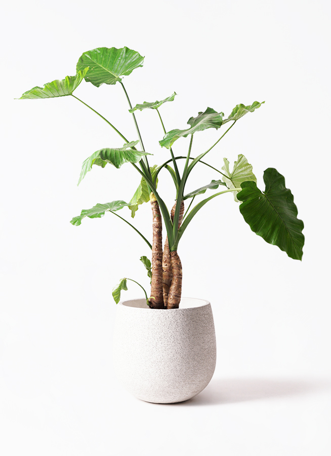 観葉植物 アロカシア 10号 オドラ（クワズイモ） プラスチック鉢