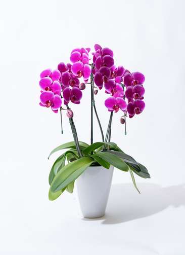 胡蝶蘭中大輪 ピンクハロー 3本立ち | 胡蝶蘭ならHitoHana(ひとはな)