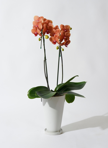 ミディ胡蝶蘭 オレンジ サーフソング 2本立ち サンクスポット | 胡蝶蘭