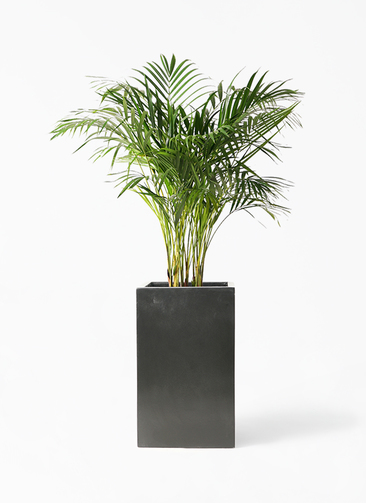 観葉植物 アレカヤシ 8号 セドナロング 墨 付き | 観葉植物なら