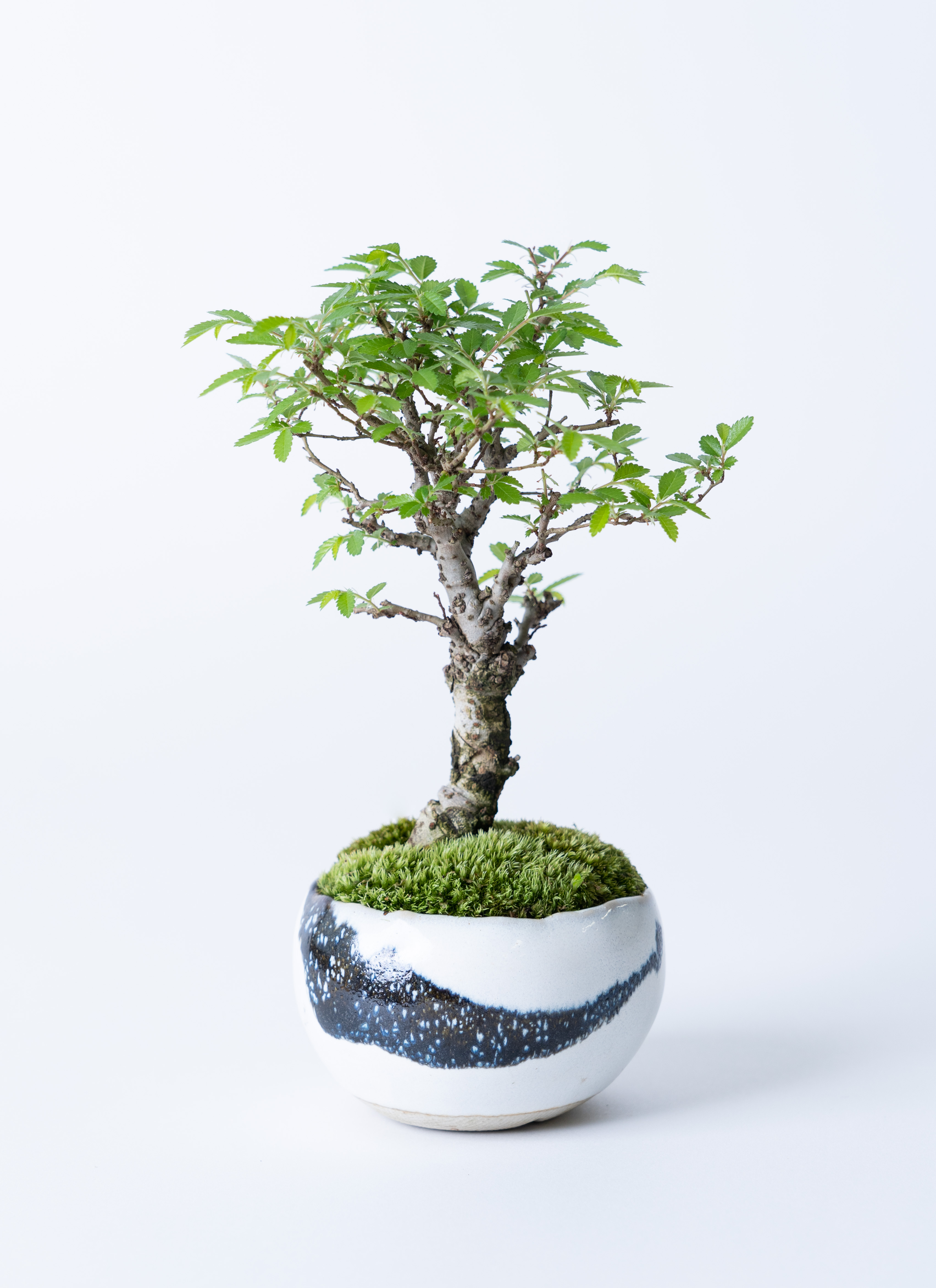 産地直送 ニレケヤキ 2Lサイズ 鉢色 墨／山形 石木花からお届け | 盆栽