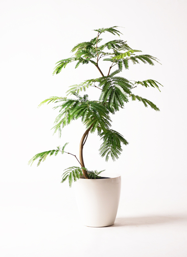 観葉植物 エバーフレッシュ 8号 曲り ラスターポット 付き | 観葉植物