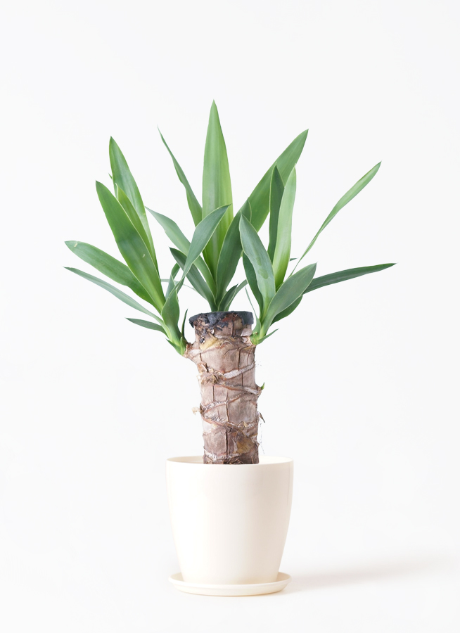 AL1154】ユッカ リギダ ホワイト個体 24cm鉢 AL1154】ユッカ リギダ