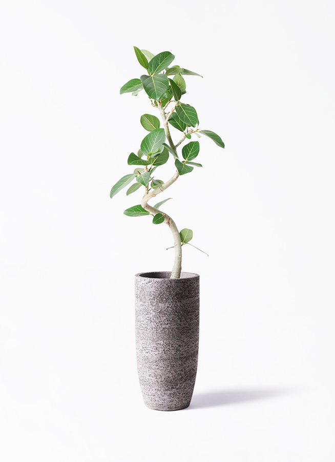 観葉植物 フィカス ベンガレンシス 6号 曲り インティ ホワイト 付き