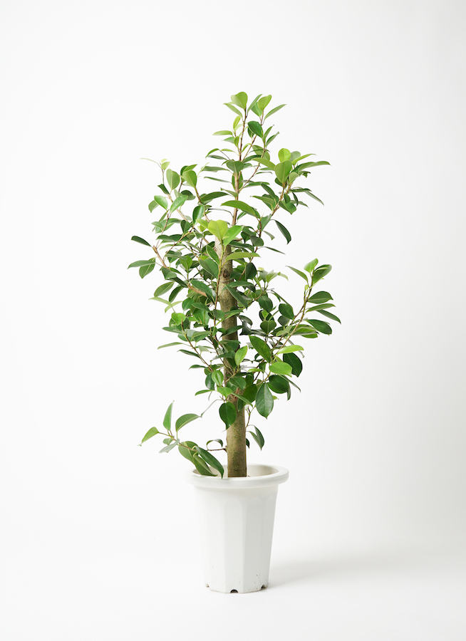 ガジュマル 7号 | 観葉植物通販HitoHana(ひとはな)