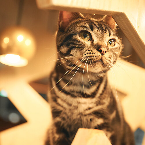 コラボ企画】人気の猫ちゃん達とFerouxがコラボレーション！ - ONWARD