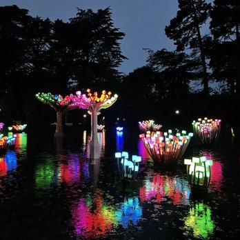 ENTWINED LIGHTED FOREST - Updated February 2026 - 236 Photos & 33