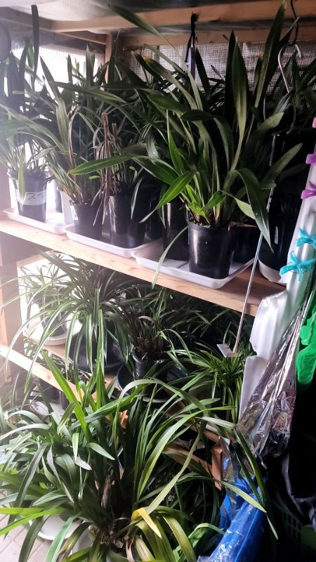 花芽が付きましたが予定外デス。皆さんのお持ちのミスマの花芽の進捗は❓