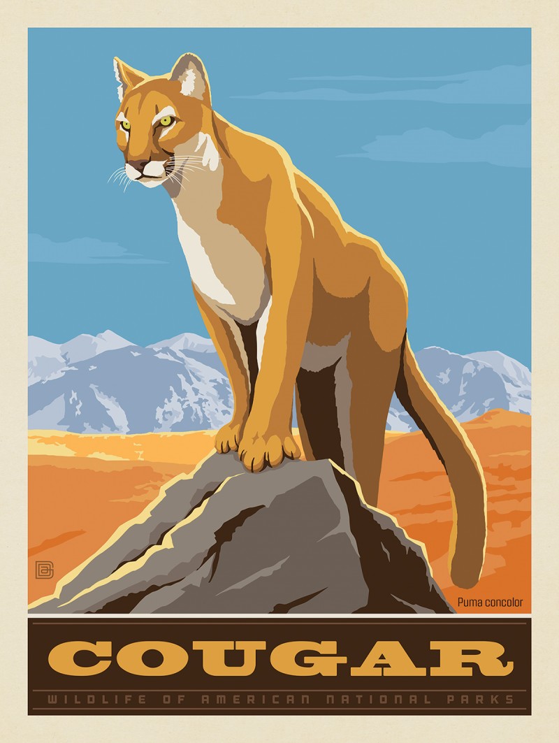 National Parks Wildlife: Cougar | Anderson Design Group
