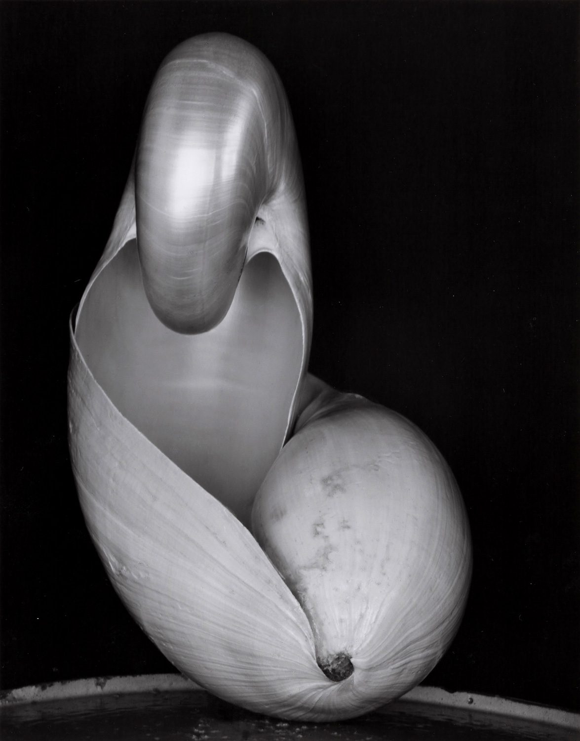 Edward Weston | Holden Luntz Gallery