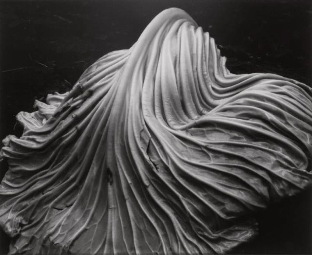 Edward Weston | Holden Luntz Gallery