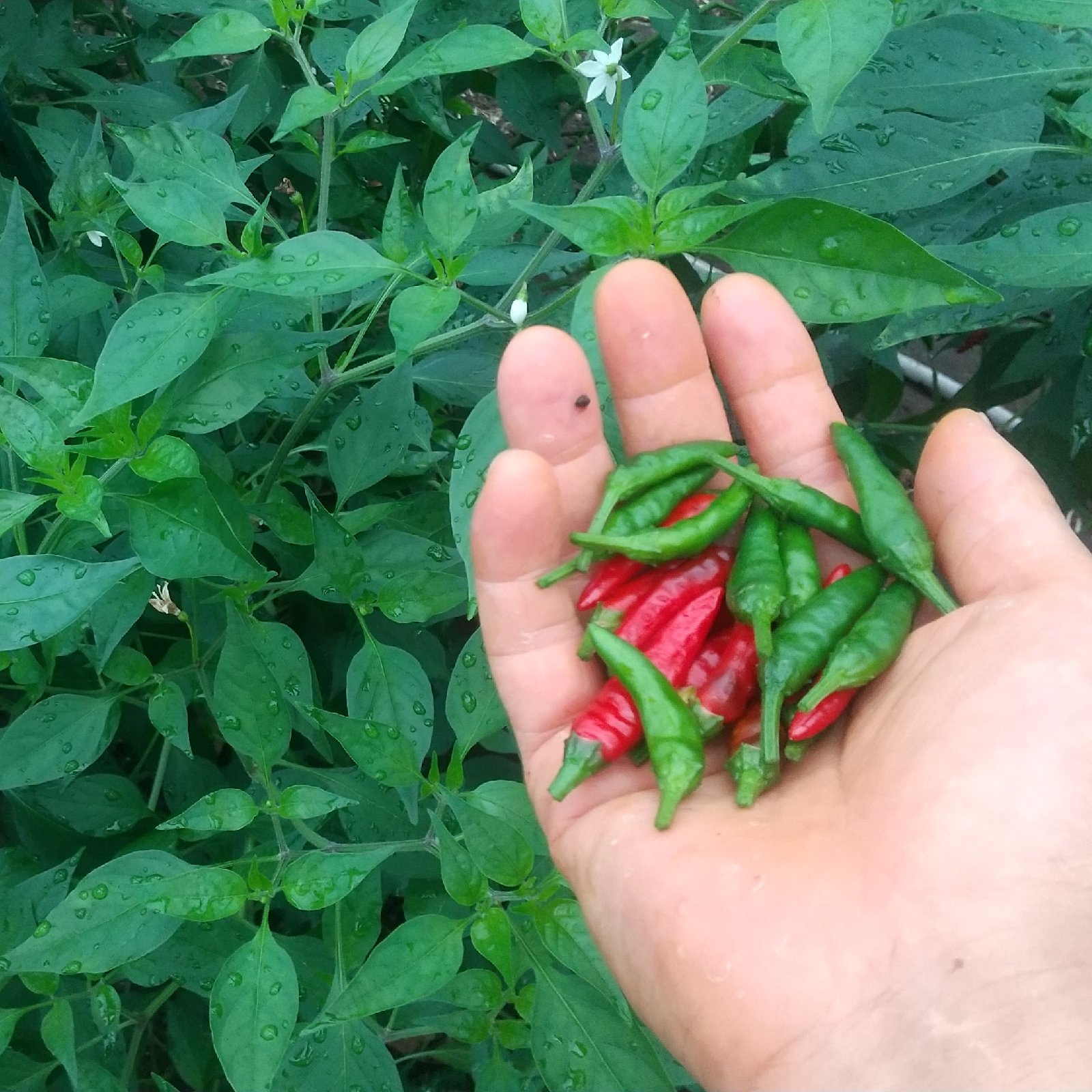 64c25e18277fb6751a3a36c2f7fa4f