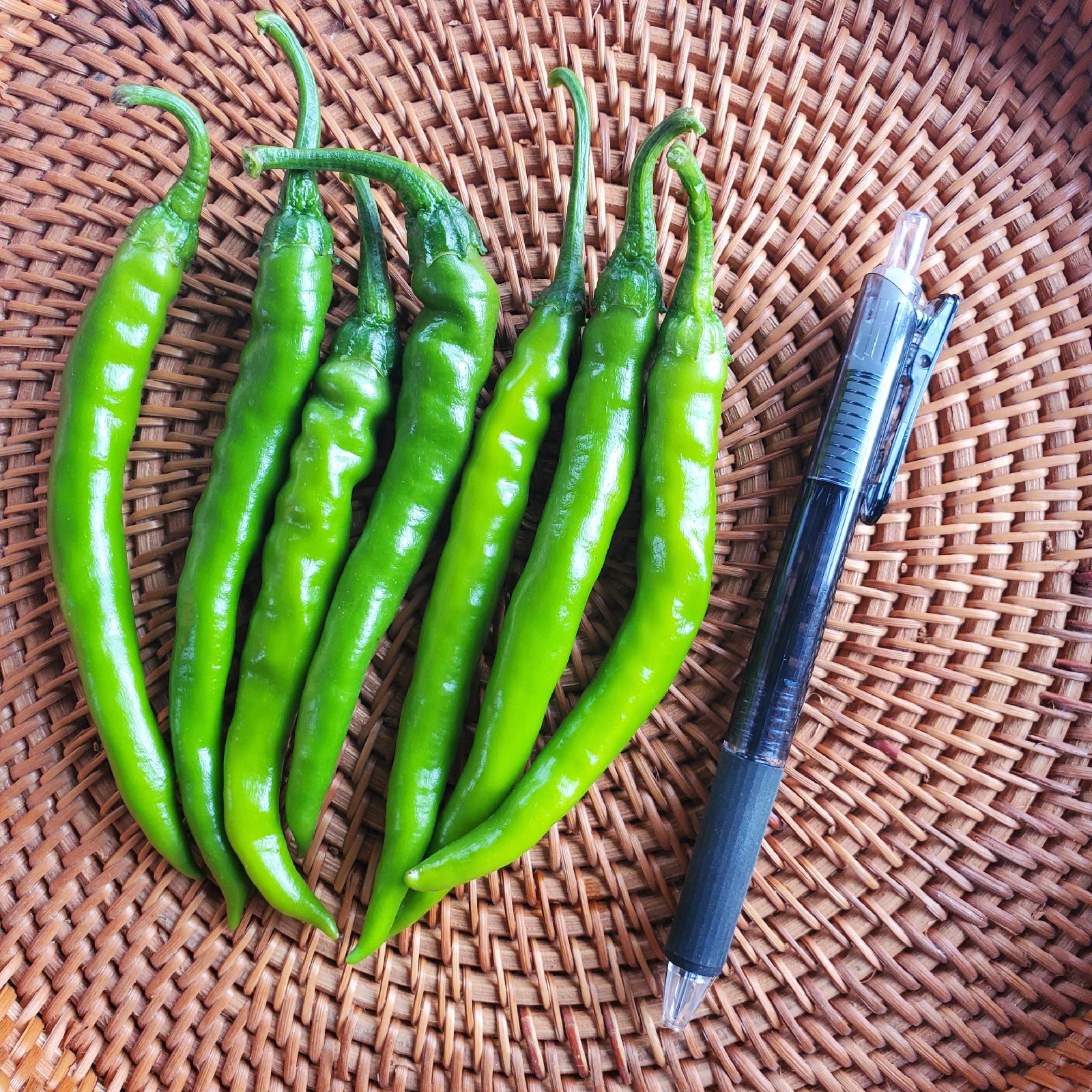 激辛とうがらし 青 2kg | 野菜/スパイス 産直アウル 農家から直接野菜