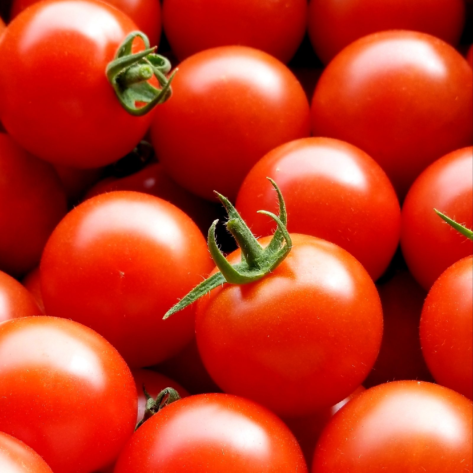 あま旨とまと【暁】1kg | 野菜/トマト 産直アウル 農家から直接野菜