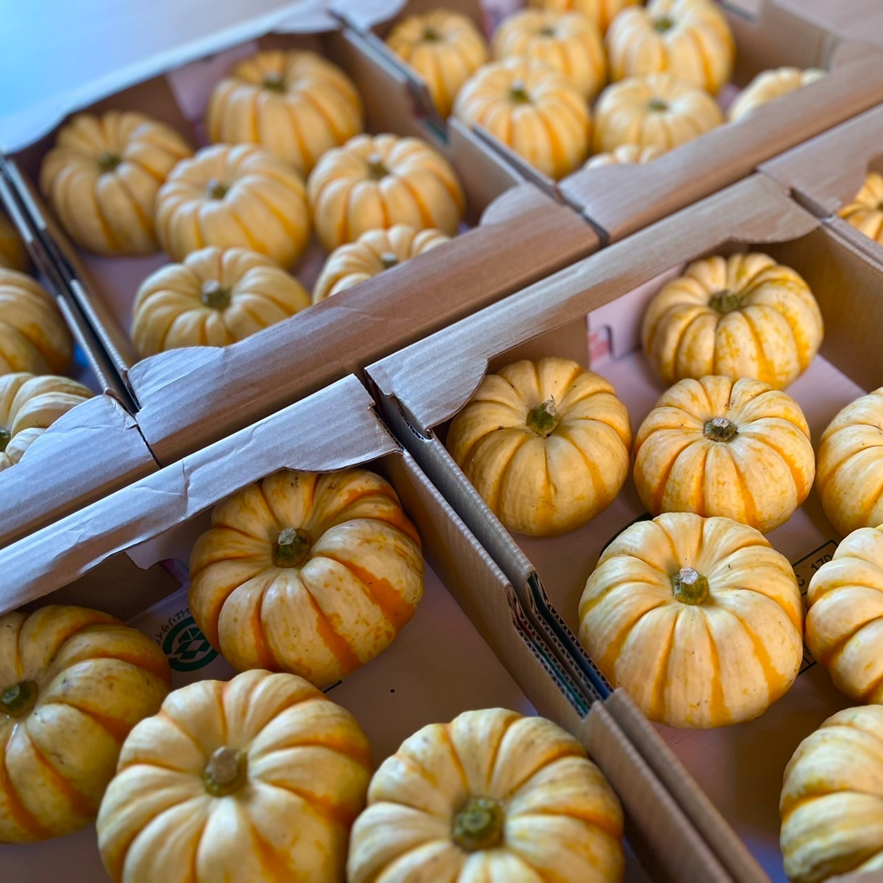 ハロウィン用　ミニカボチャ(プッチーニ)2025#5