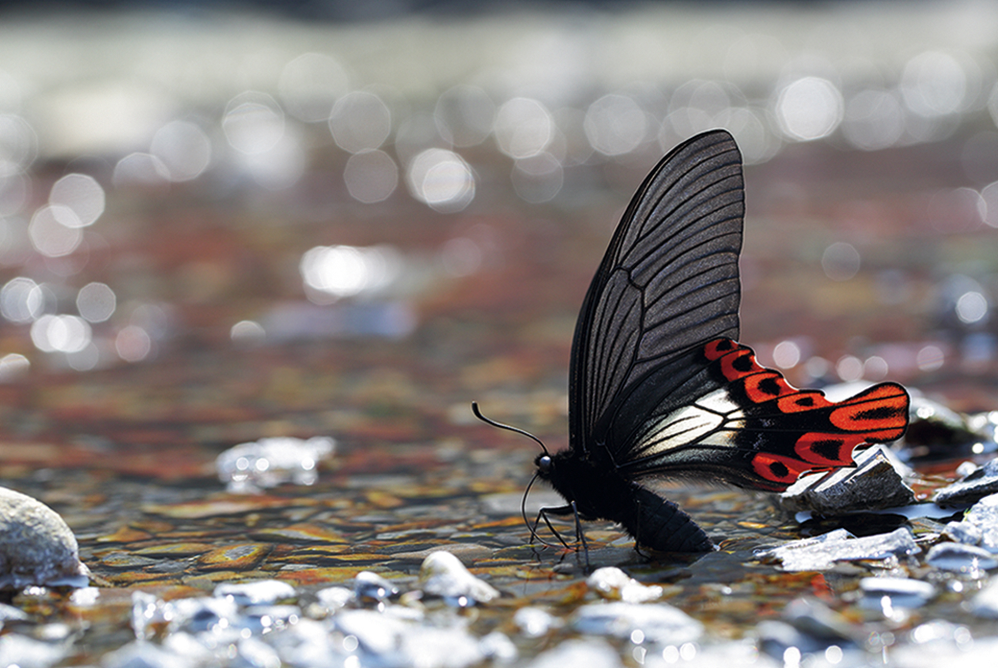 大自然の宝物 ──花鳥蝶とともに営む暮らし - Taiwan Panorama