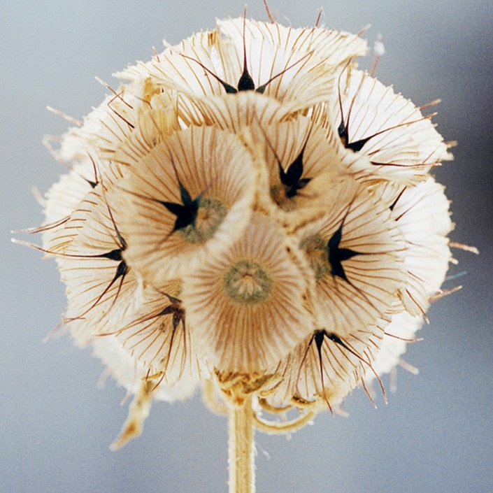 Mystic Geranium Eau de Parfum 90ml: Women's Designer Perfume