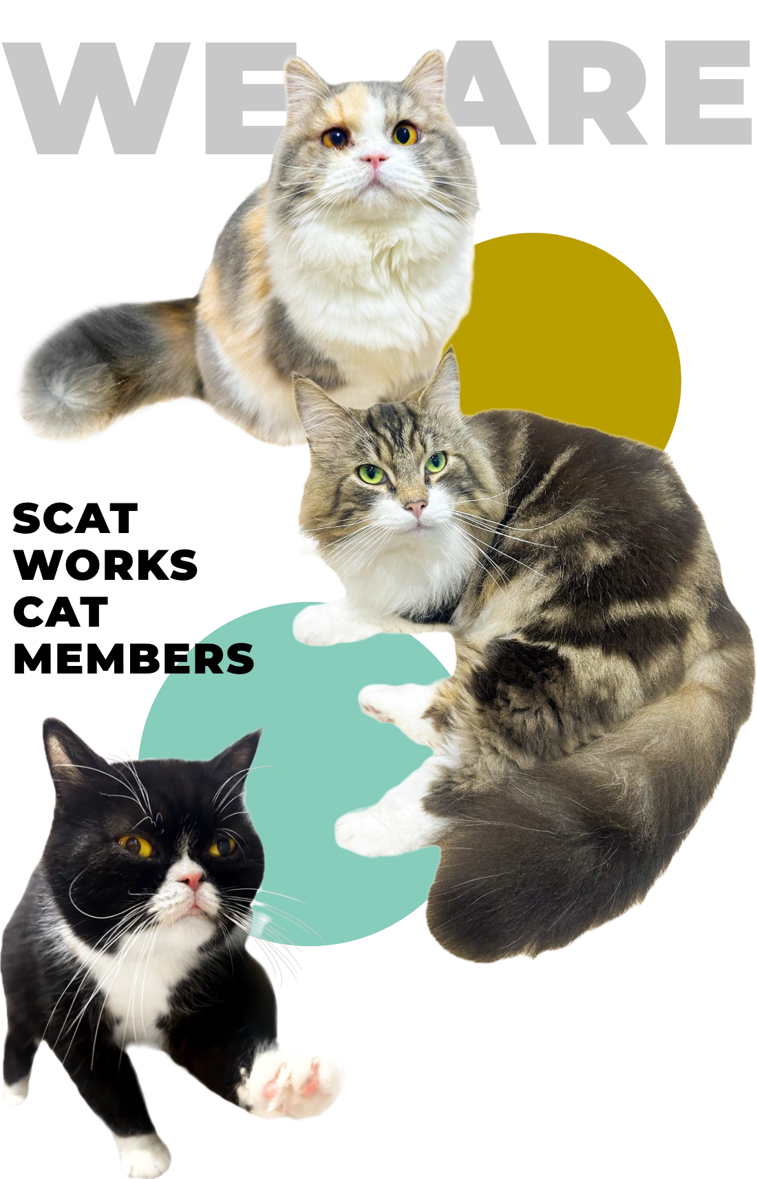 保護ねこカフェ | 【SCAT WORKS】