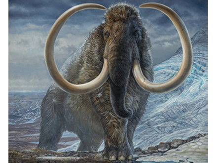 マンモス、生涯に地球2周分も歩いていた | Science Portal - 科学技術