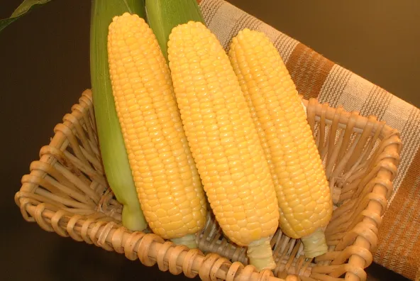 コーン粒さま専用ページ コーン粒さま専用ページ スイートコーン品種