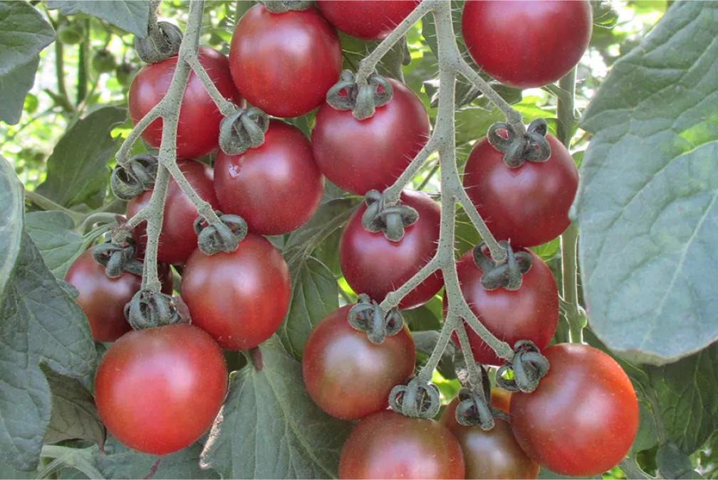 トスカーナバイオレットCF | サナテックシード（株）｜種苗・農業資材