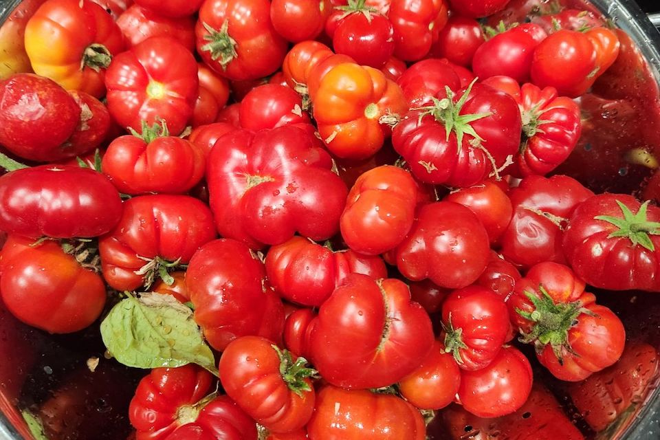 Organic Dwarf Franklin County Tomato Seeds — San Diego Seed Company
