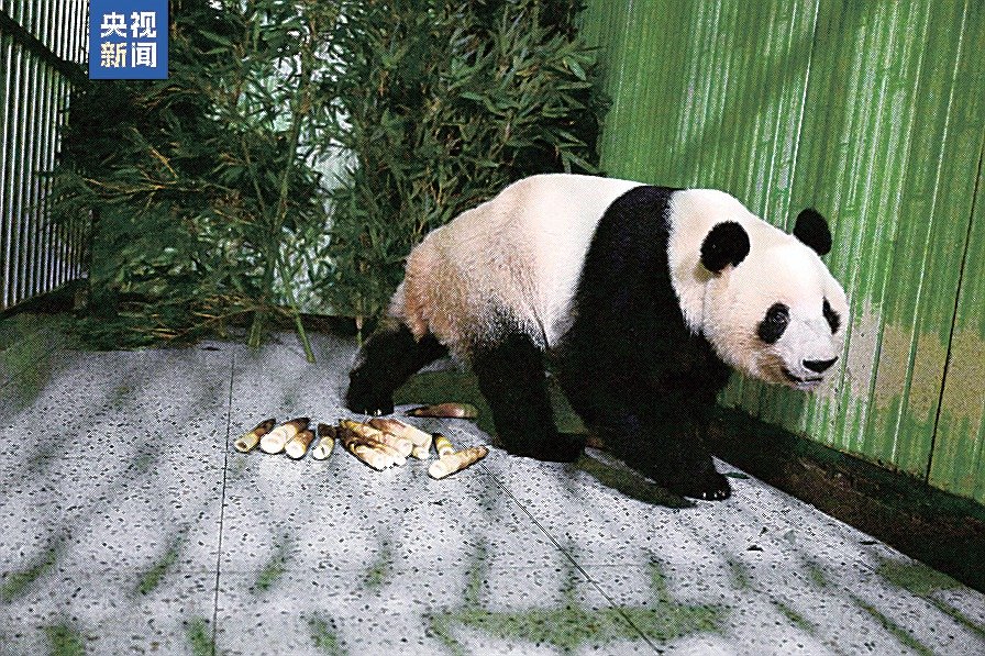 双子パンダ中国四川到着 | 山陰中央新報デジタル