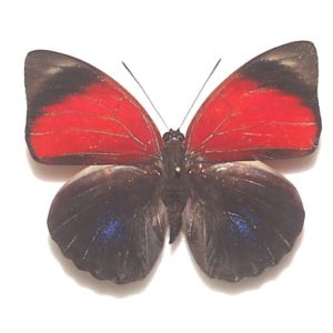 アグリアス | 三角紙