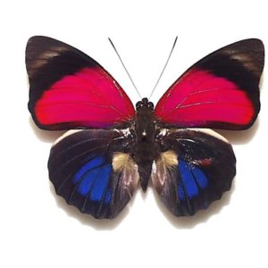 ファルキドンミイロタテハ（フルニエラ）♂2パターンセット ファル