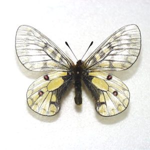 パルナシウス | 三角紙