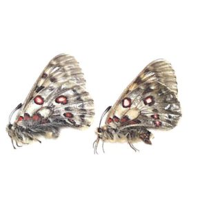 パルナシウス | 三角紙