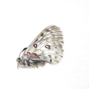 パルナシウス Parnassius | 三角紙