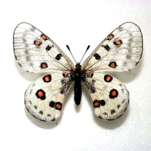 パルナシウス Parnassius | 三角紙