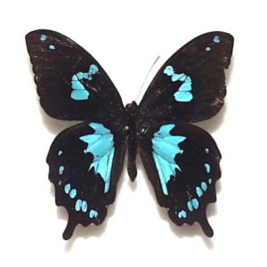 最終価格‼️Butterflies of Afrotropical アフリカ蝶 最終価格