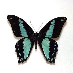 外国産蝶標本 | 三角紙