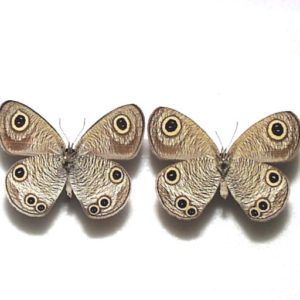 カ*コ様 ウラジャノメ 北海道産 6♂ 日本産蝶標本 カ*コ様 ウラ