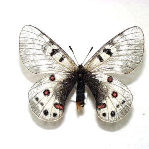 パルナシウス | 三角紙