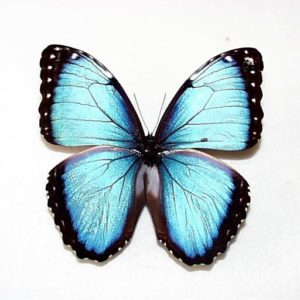 モルフォ | 三角紙